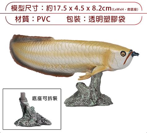 銀龍魚|雙鬚骨舌魚